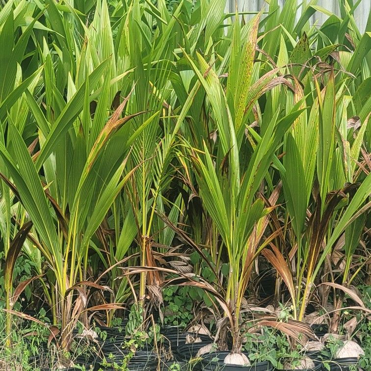Dwarf Coconut Trees/ Palma Coco Enano