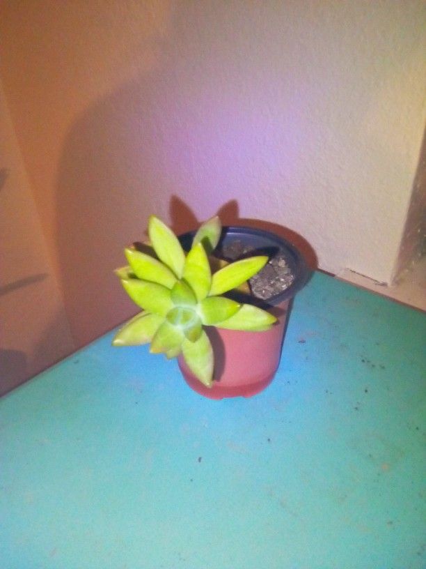 Yellow Succulent Plant