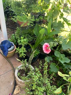 So many plants available for sale