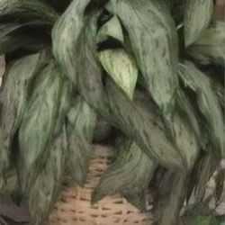 Large Artificial Silk Plant In Pot