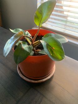 Black cardinal!   Potted. !