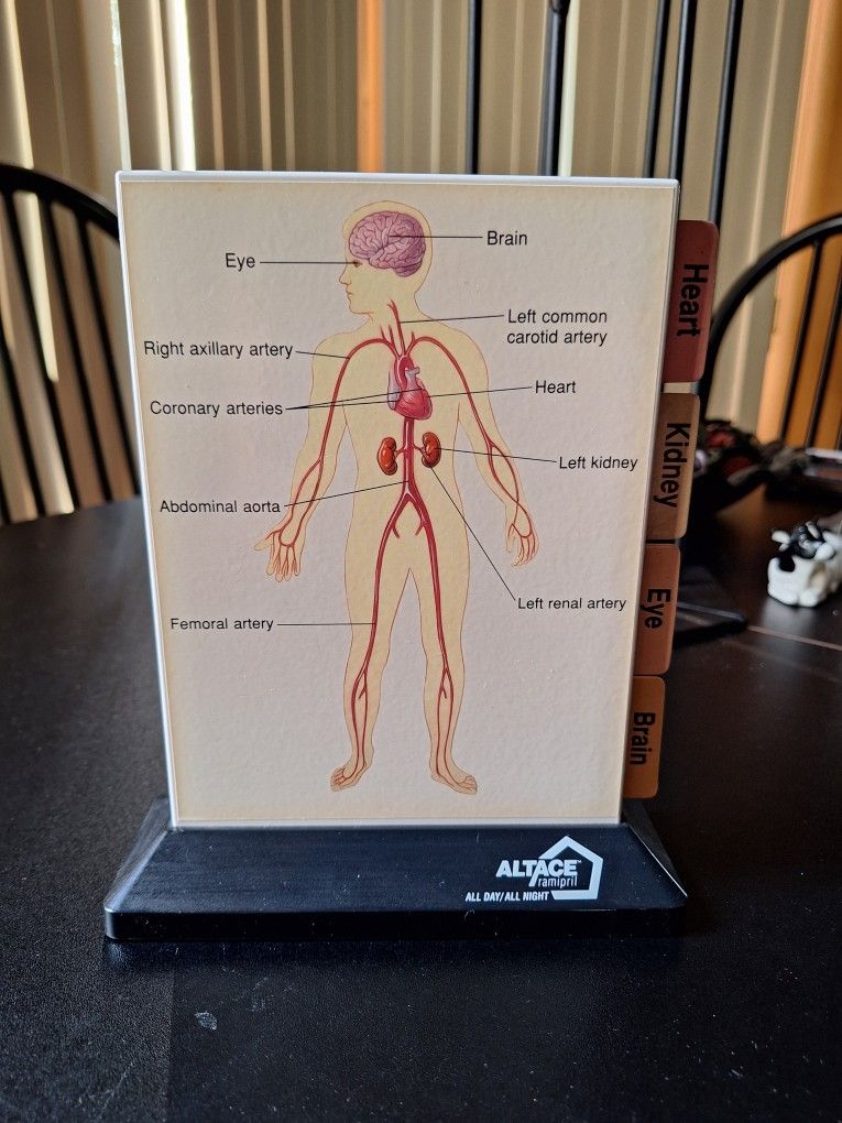 Illustrations on Anatomy of the Human Body, Heart, Kidney, Eye and Brain