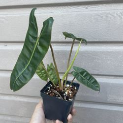 4” Philodendron Billietiae 