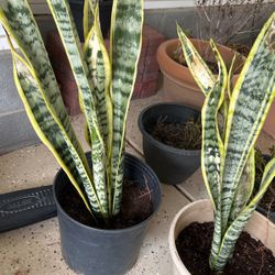 Huge Snake Plant -10$ Small Plant 5$