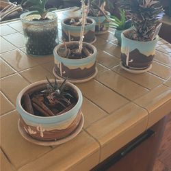 Free Tiny Plant Set 