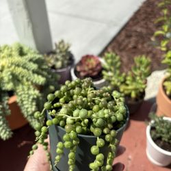 Succulents For Sale $ 5 Each Or 2 For $7