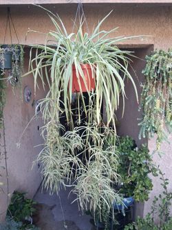 Large Spider Plant $25