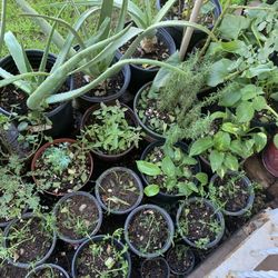 So Many Different Plants Available For Sale Nursery