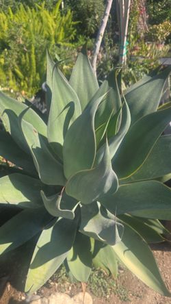 Agave Blue Flame