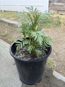 Cempasuchitl ( Dia de Los Muertos Flower)