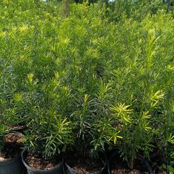 🪴🪴 PODOCARPUS 3gl $6