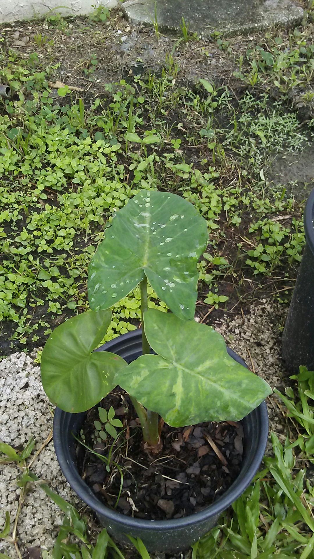 Yautia lila or lavender taro root plant