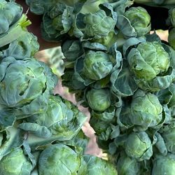 Organic Brussel Sprouts Multipack Plants! 2026 SEASON EARLY RELEASE!