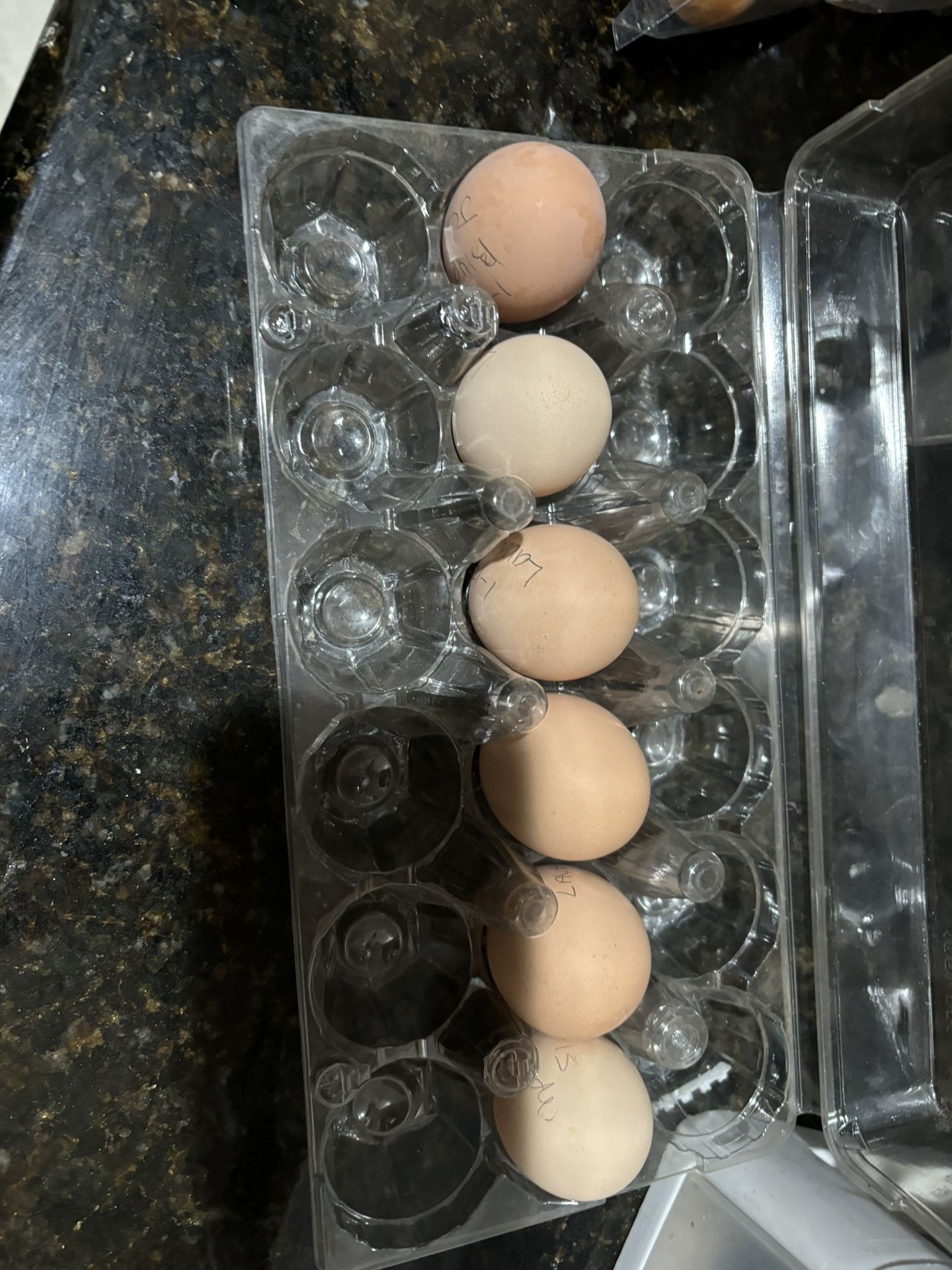 Eggs Fertilizer Lavander Orpington