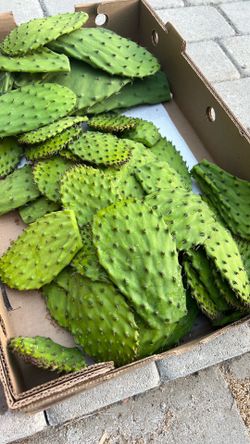 Free Gratis Nopales