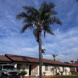 Palm Tree