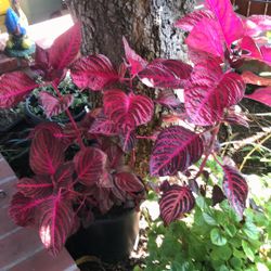 Plants Different Kind And Size