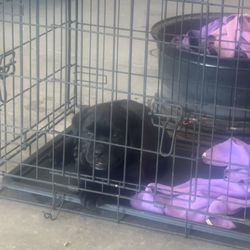Cage For Cane Corsos