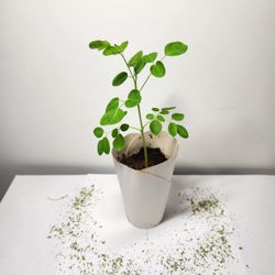 Moringa Seedlings - 1 for $3 - 3 for $5
