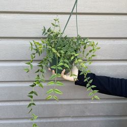 6” hoya bella