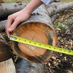 Large Cedar Tree..