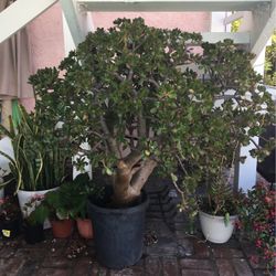 medusa succulent plant Euphorbia flanaganii Monstrose Cristata Caudex Cristation
