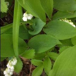 Pretty Lily of the Valley Perennial Plants (Prices are in the description section)