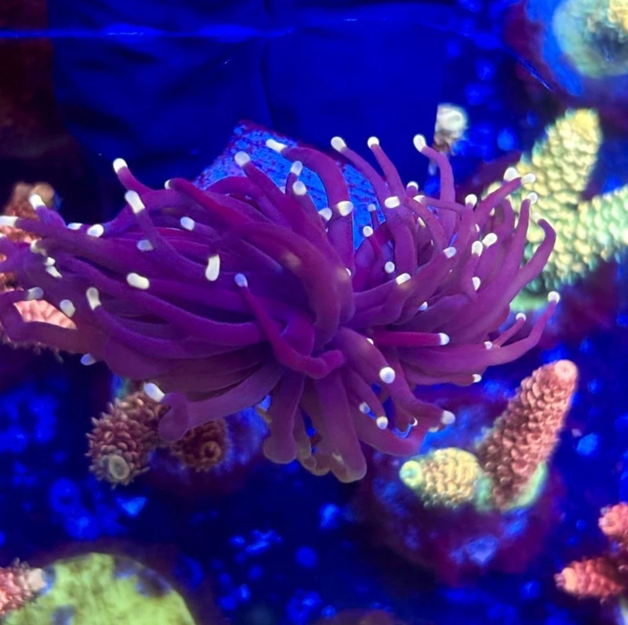 Midnight torch Display Toy Single