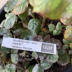 Star Rose - Rouge Royale