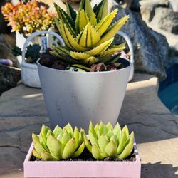 Stonemoon Succulents 