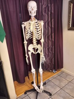 Articulated Skeleton (67 in. H)