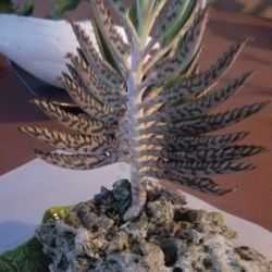 Exotic Succulent in coquina stone