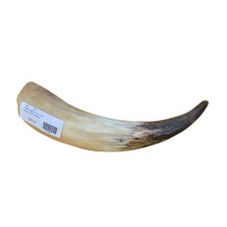 Water Buffalo Horn