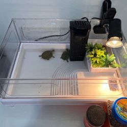 Tank, Heat Lamp, Filter, Food, Plants 