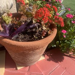 Terracotta Big Pot With Flowers 20$