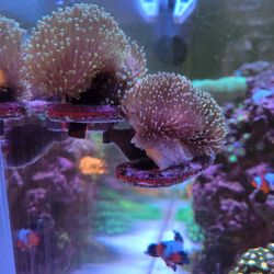 Toadstool Leather Frags