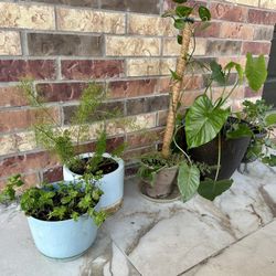 Gorgeous Plant Set for Sale - 7 Healthy Plants w/ Unique Planters