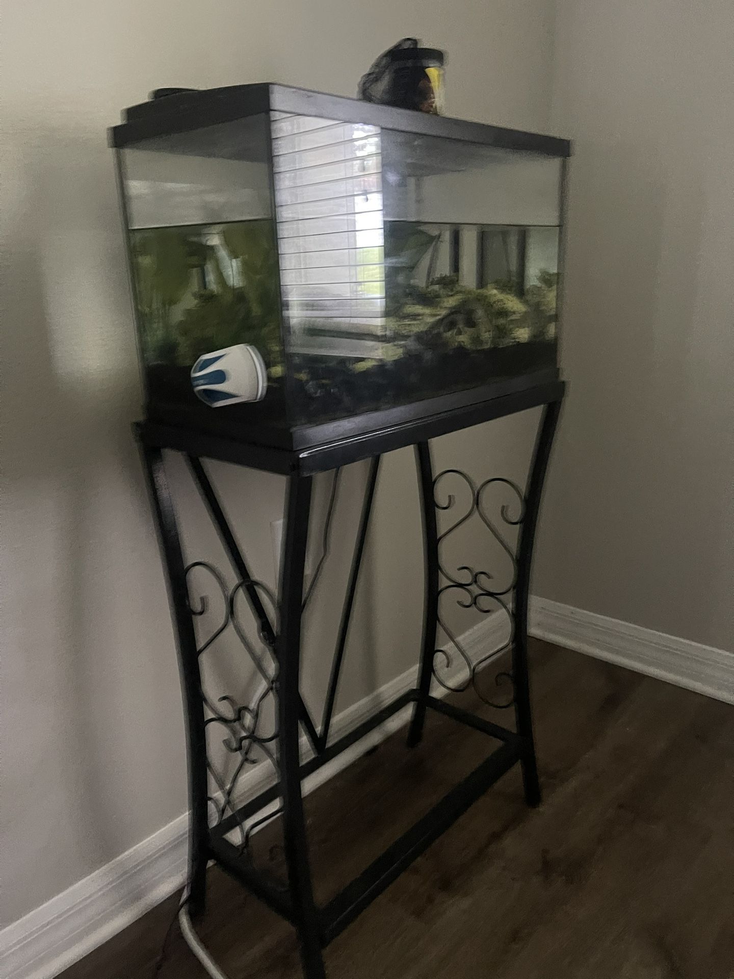 10 Gallon Tank 