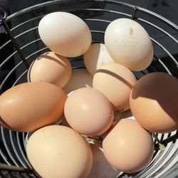 Fresh Chickens Eggs For Sale $5 A Dozen , Duck Eggs $8 A Dozen 