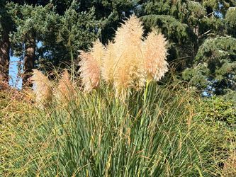 Pampas grass blooms