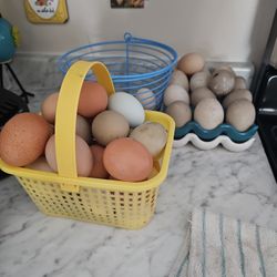 Eggs  From Free Range Hens 