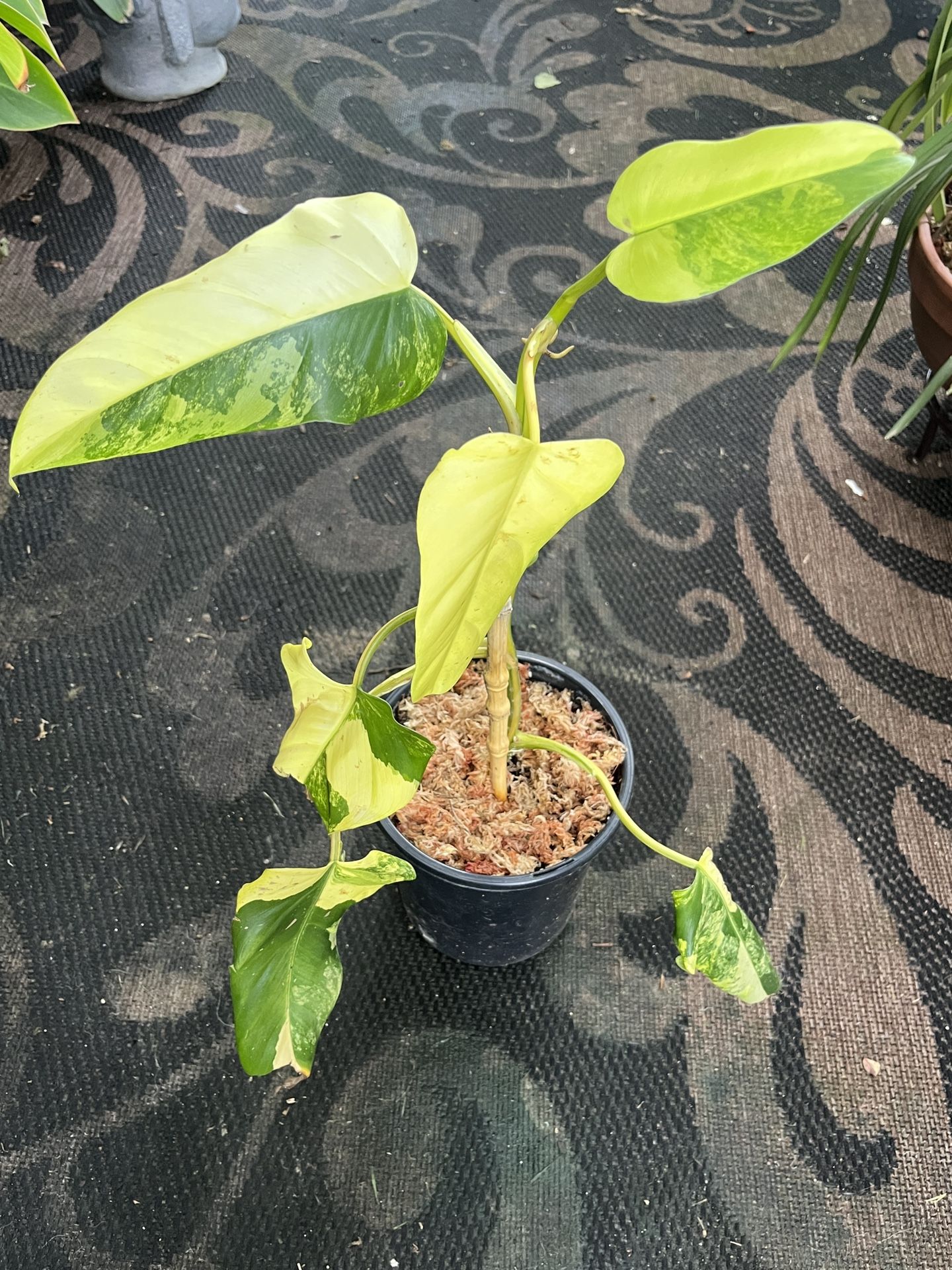 Variegated Domesticum Philodendron