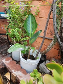Bird Of paradise Tree That Bears  White And Blue Birdlike Looking Flowers In 5 Galon Pot  + 2 New Plants Growing In Same Pot