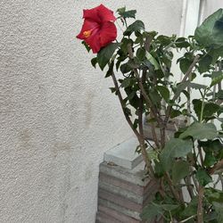 Red Hibiscus tree plant