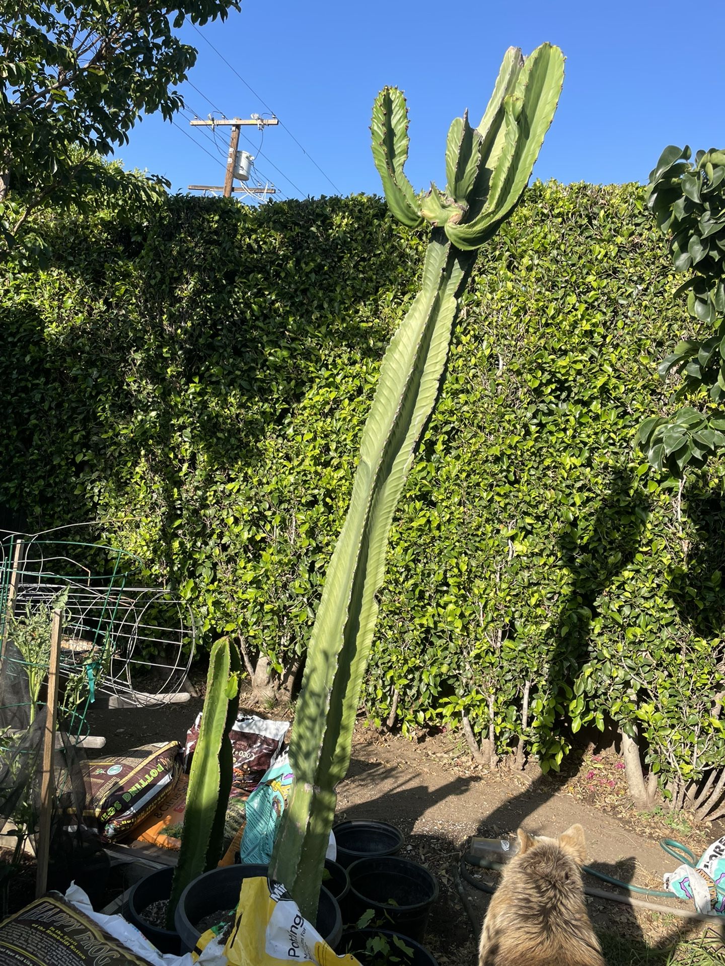 6 Foot Tall Star Cactus