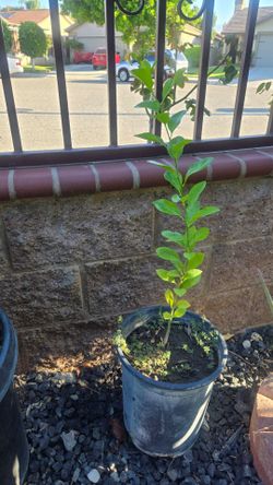 Lemon Tree