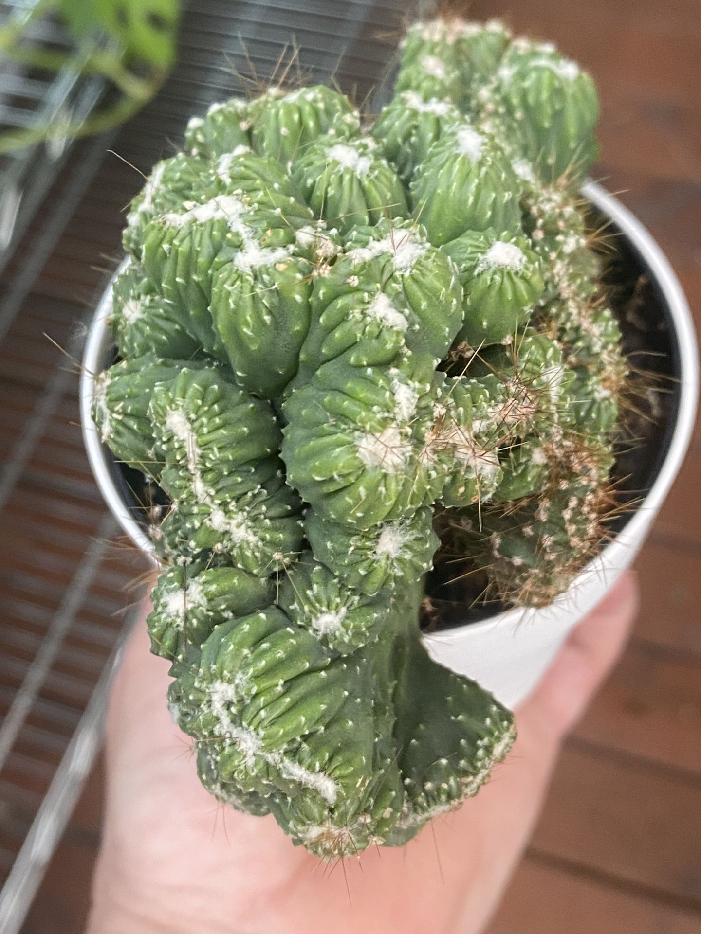 Cactus