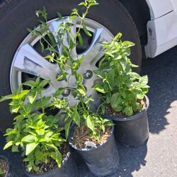Chiles En 1 Galón 