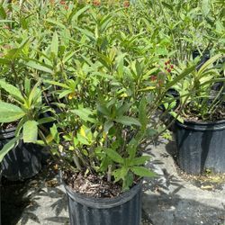 Healthy Milkweed Plants – 3 Gallon Pots – $14 Each