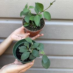 4” hoya nummularoides